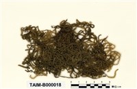 藏品(扭葉灰氣苔)的圖片